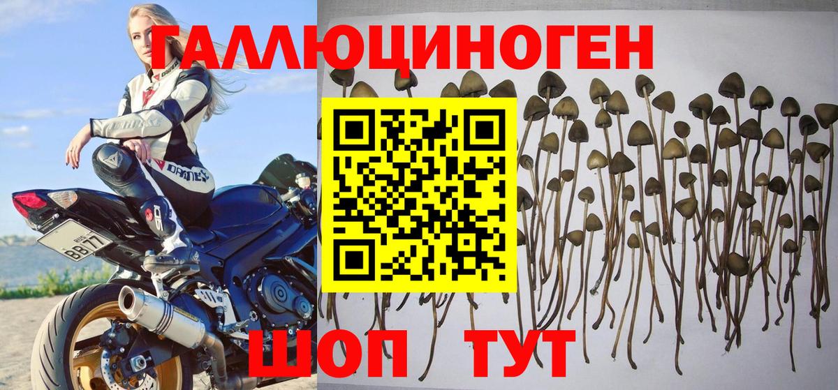 Видное  Галлюциногенные грибы Magic Shrooms  Вход с VPN 